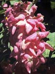 Chaconia or Wild Poinsettia (Warszewiczia coccinea)