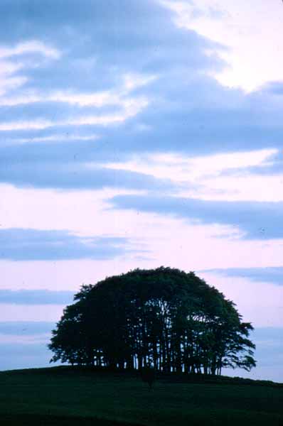 Cherhill Down,Sky,Trees