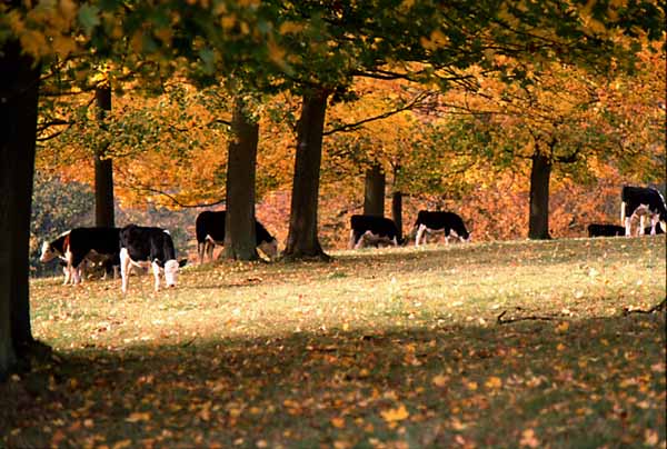 Westonburt Arboritum,Animals,Cows