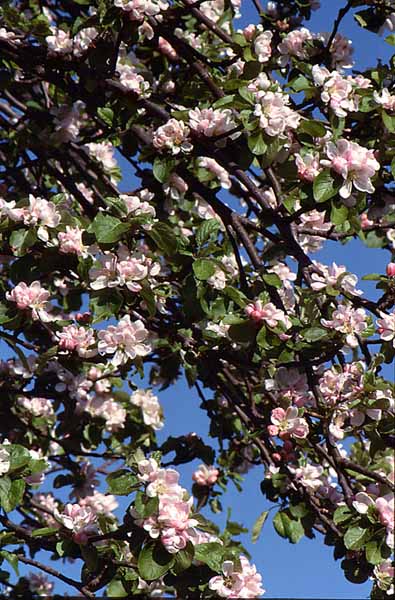 Flowers,Tree,Blossom,Apple