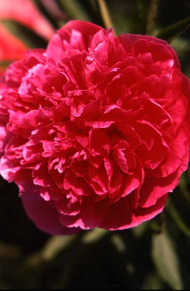 Flower,Peony