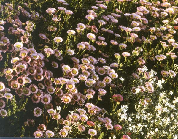 Mexican Fleabane,Erigeron karvinskianus,Flowers,Daisies