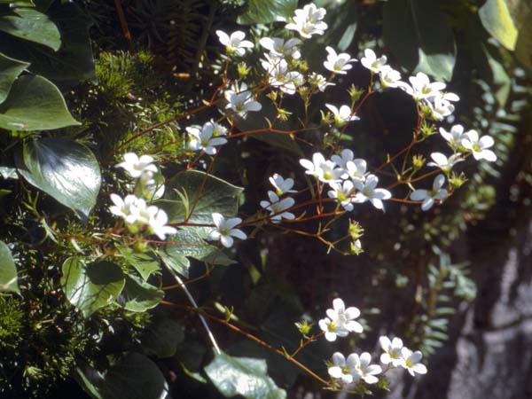 Flowers,Fishguard